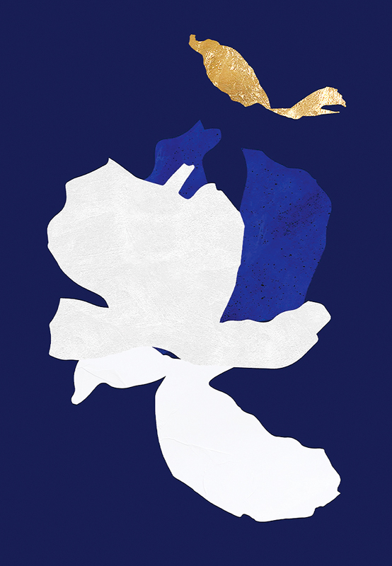 Myosotis